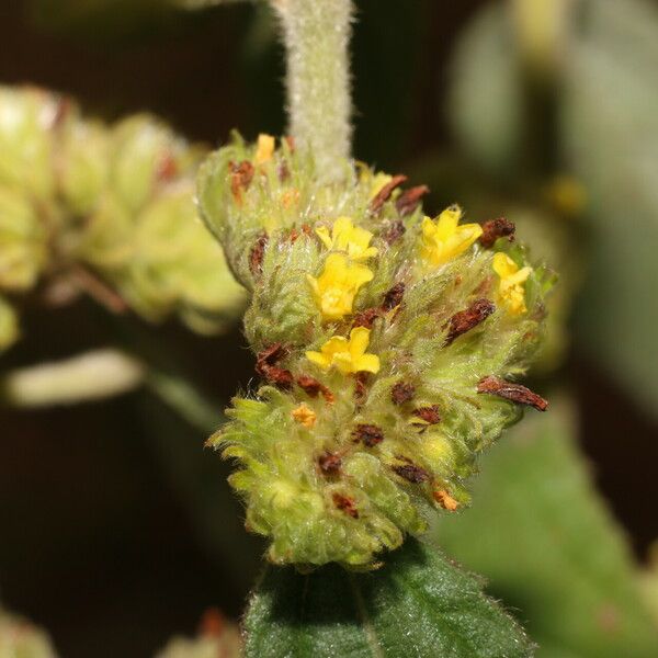 Waltheria indica Цветок