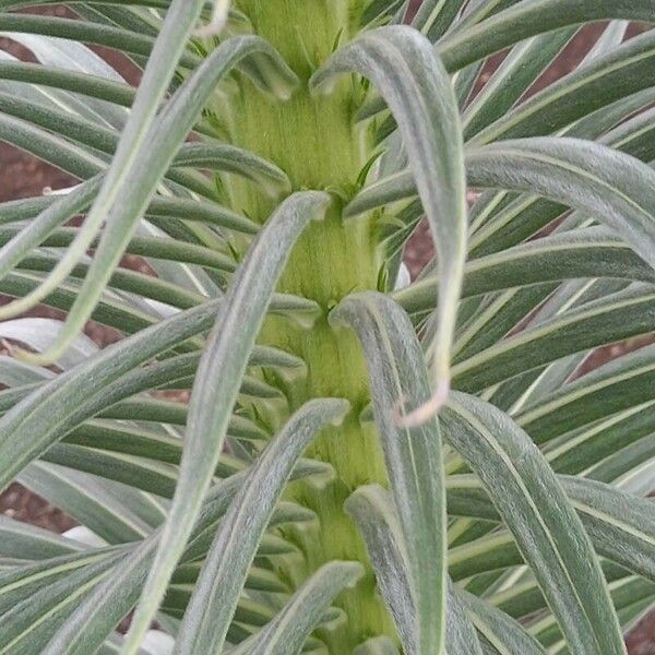 Echium wildpretii 叶