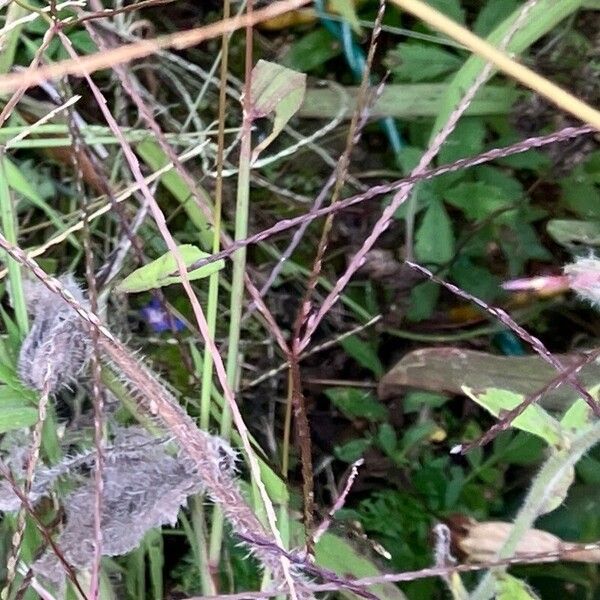 Digitaria ciliaris Flower