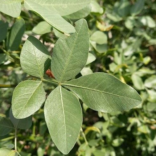 Pistacia khinjuk Leaf