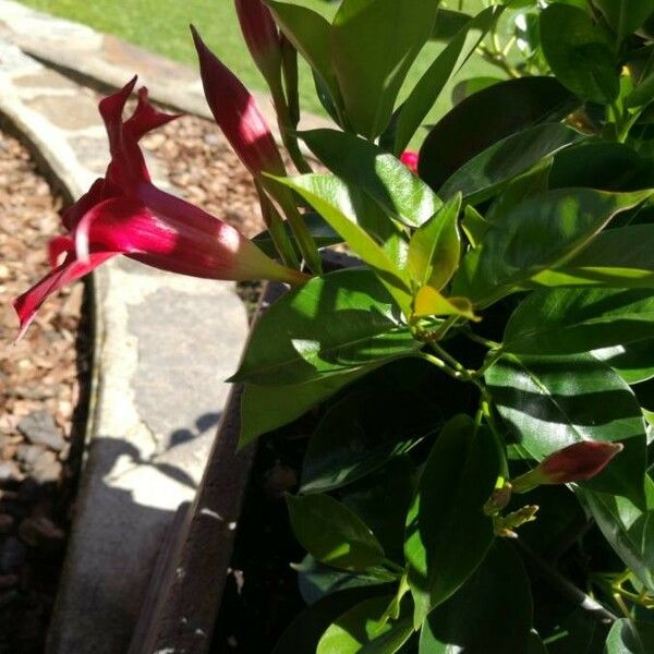 Mandevilla sanderi Flower