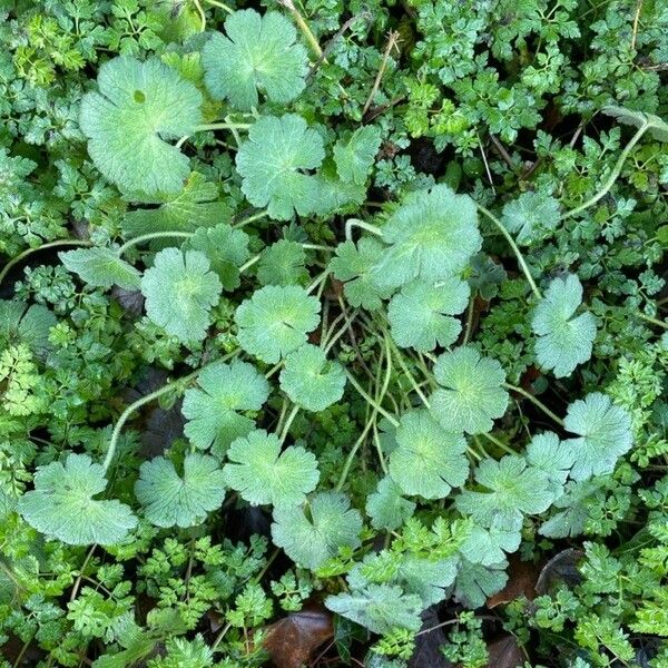 Geranium molle Habitat