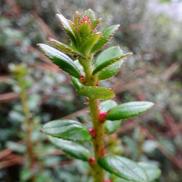 Gaultheria myrsinoides List