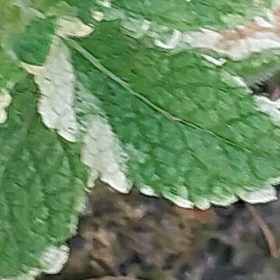 Mentha × rotundifolia Leaf