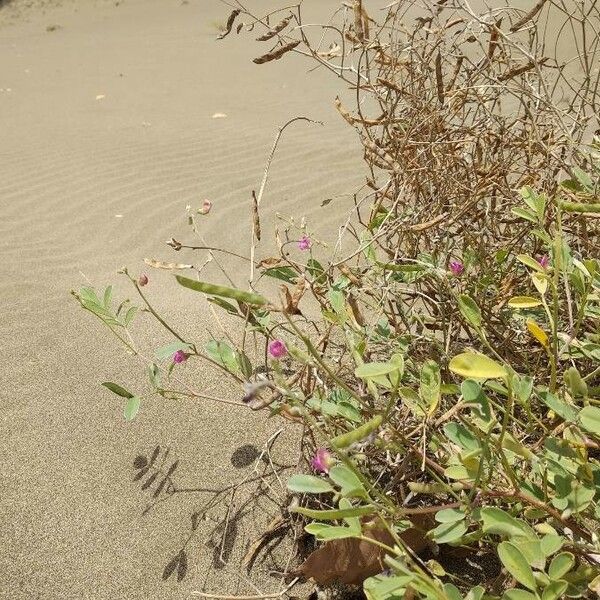 Desmodium tortuosum Bloem