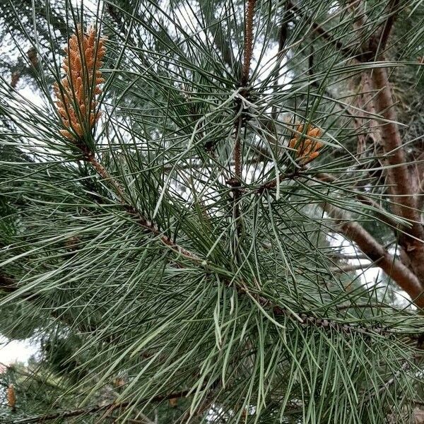 Pinus pinea ഇല