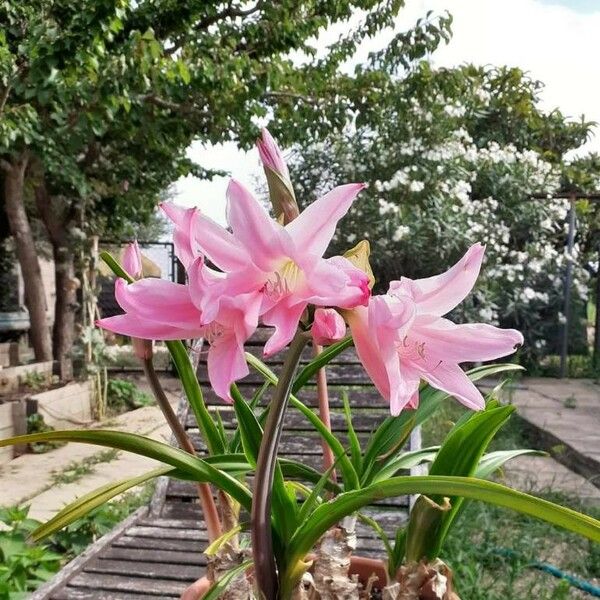 Amaryllis belladonna Flower