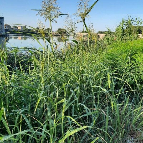 Sorghum halepense Habit