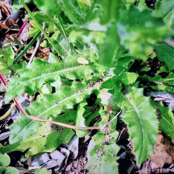 Biscutella cichoriifolia Leht