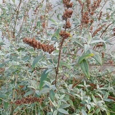 Buddleja davidii Plante entière