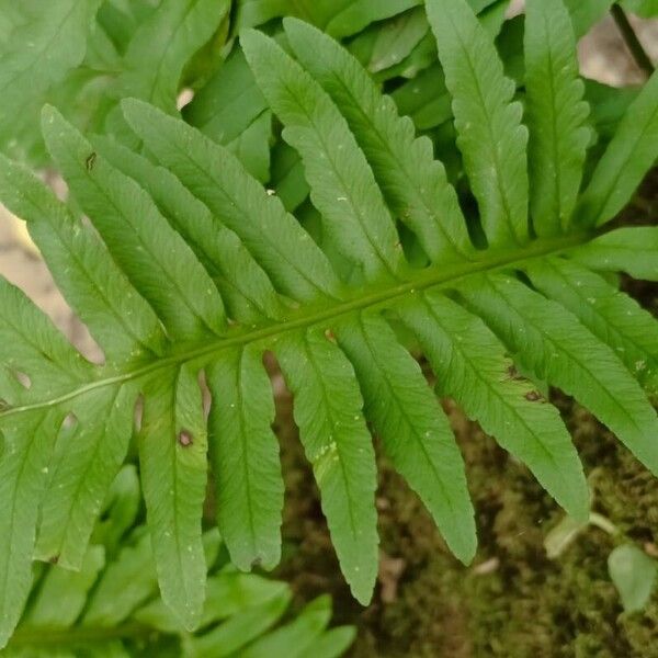 Polypodium cambricum Leaf