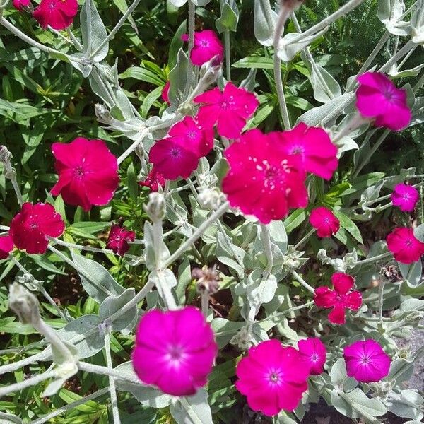 Silene coronaria Цвят