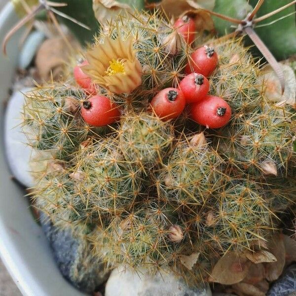 Mammillaria prolifera Leaf