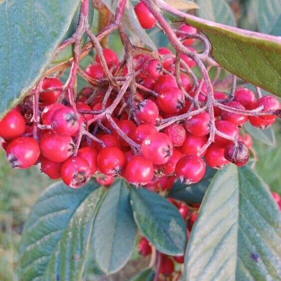 Cotoneaster coriaceus 果