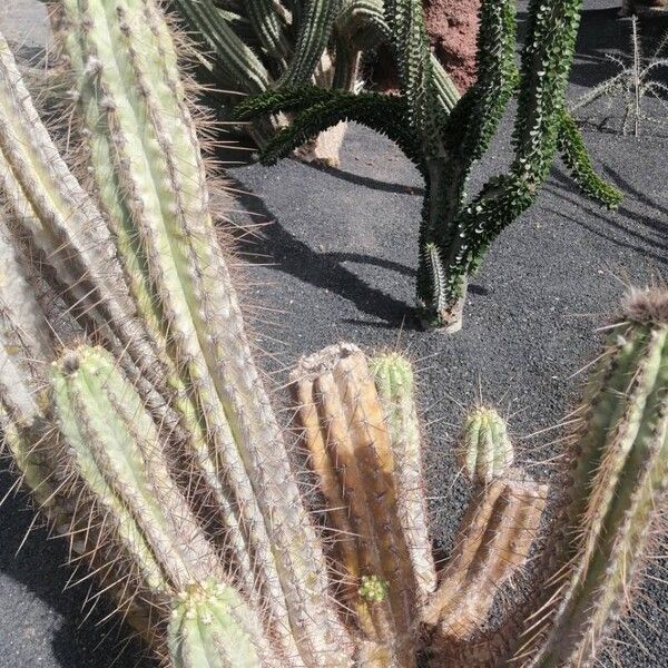 Lobivia bridgesii Leaf