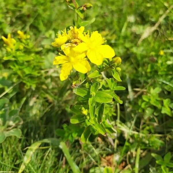 Hypericum montanum Žiedas