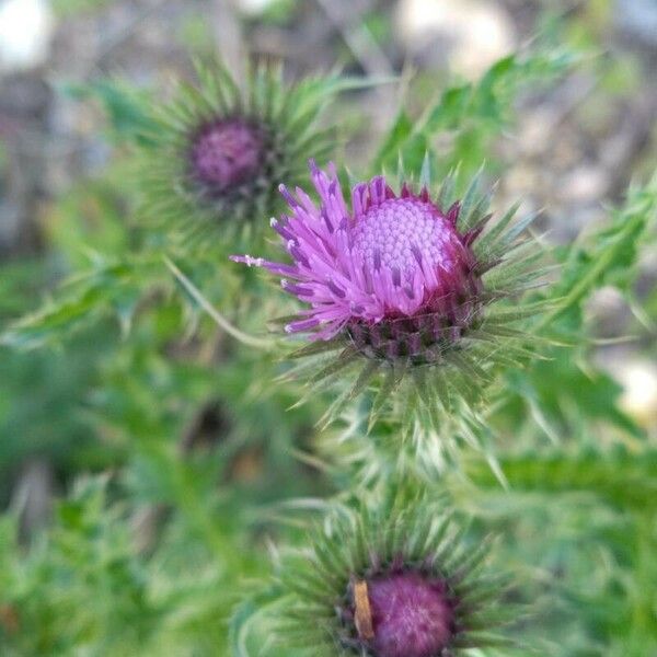 Carduus crispus Flower