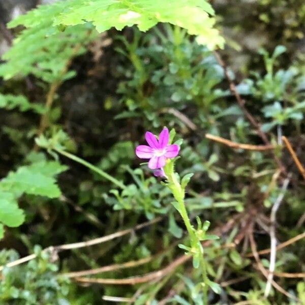 Erinus alpinus Flor