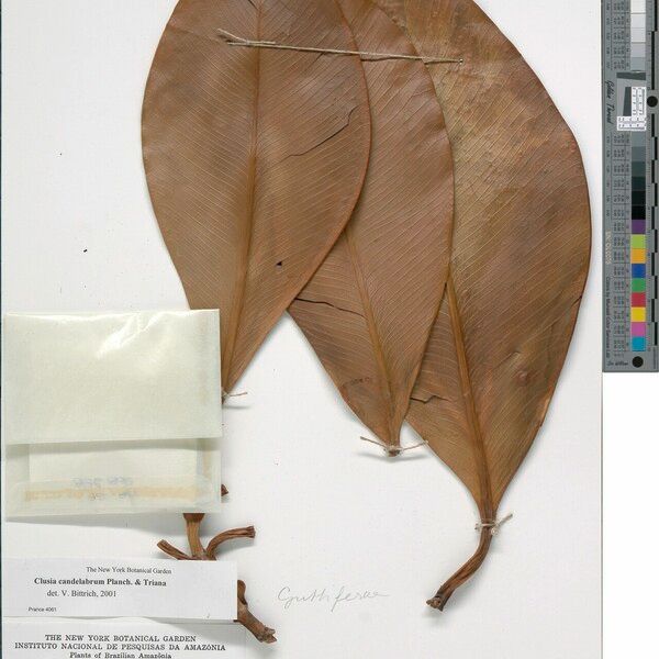 Clusia candelabrum Leaf