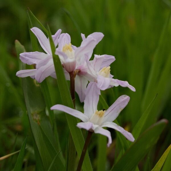 Scilla forbesii Flower