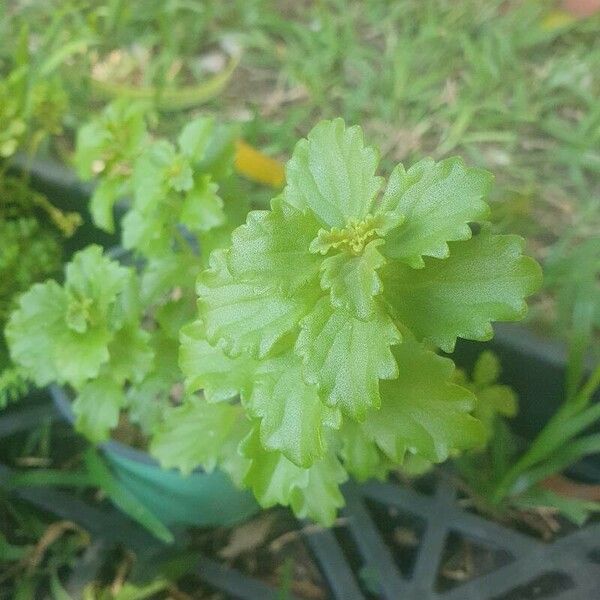 Plectranthus verticillatus Leaf