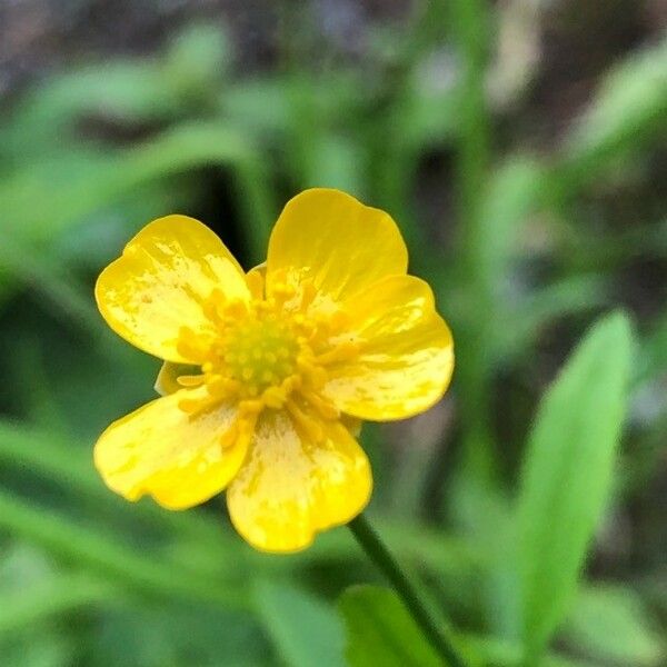 Ranunculus flammula ফুল