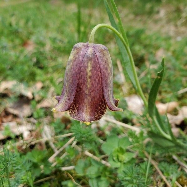 Fritillaria pyrenaica Žiedas