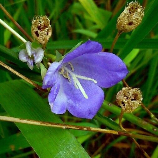 Campanula persicifolia Žiedas