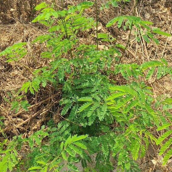 Caesalpinia pulcherrima Blad