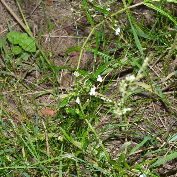 Veronica scutellata Habitat