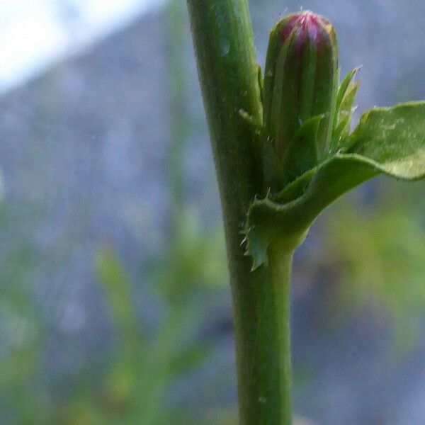 Cichorium intybus Outro