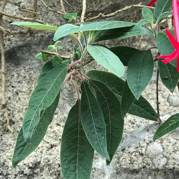 Fuchsia boliviana Hoja