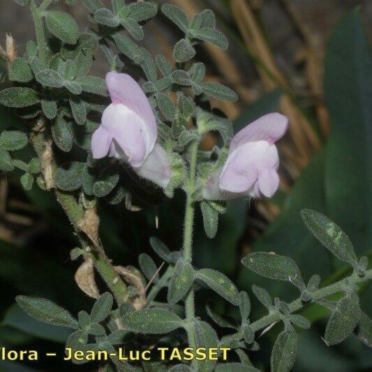 Antirrhinum hispanicum Flower