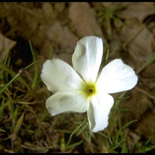 Linanthus dichotomus 花