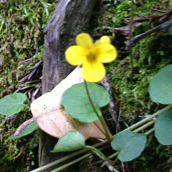 Viola sempervirens Habit