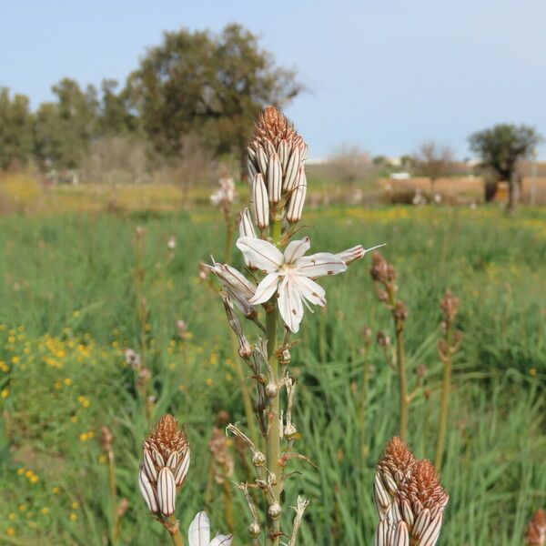 Asphodelus ramosus Fiore