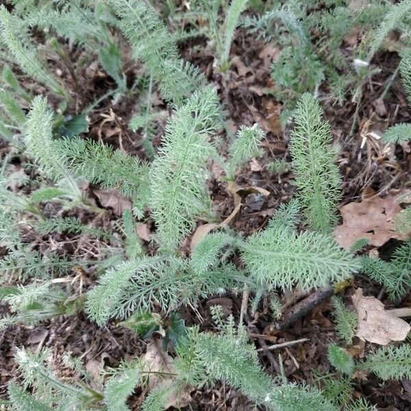 Achillea crithmifolia Feuille