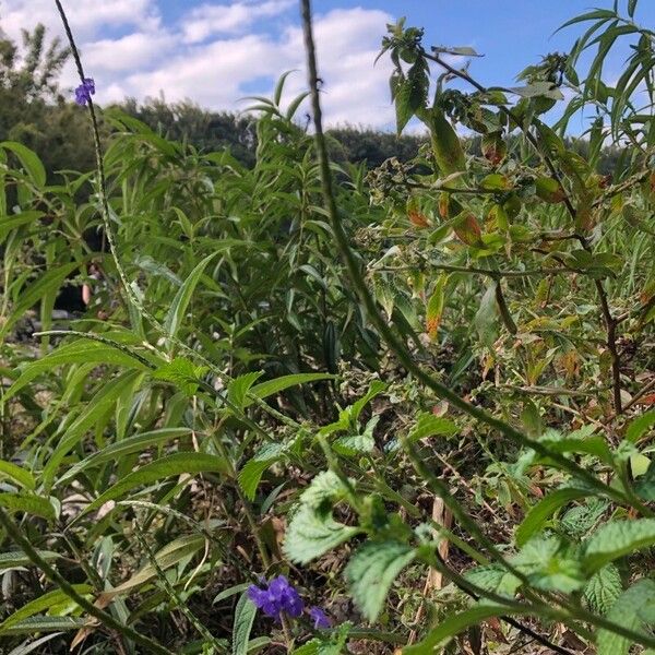 Stachytarpheta urticifolia Vivejo