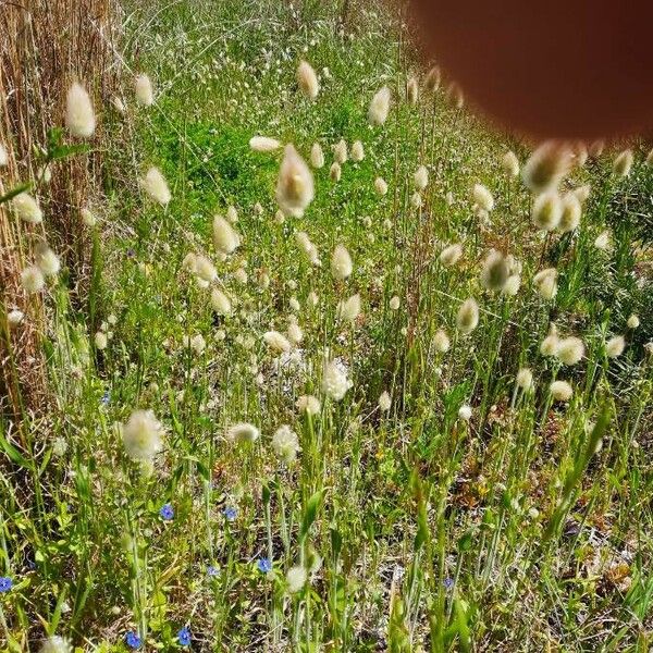 Lagurus ovatus Habit