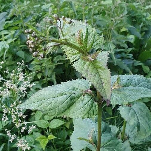 Scrophularia nodosa Liść