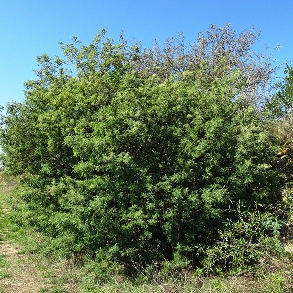 Acacia dealbata Alkat (teljes növény)