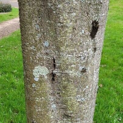 Prunus padus Bark