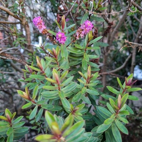 Veronica × andersonii Habitat