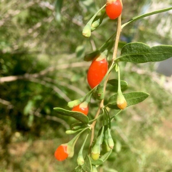 Lycium barbarum Плід