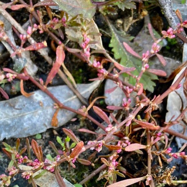 Polygonum plebeium Vekstform