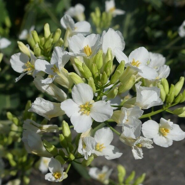 Brassica insularis Virág