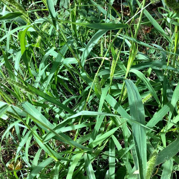 Setaria verticillata Hábitos