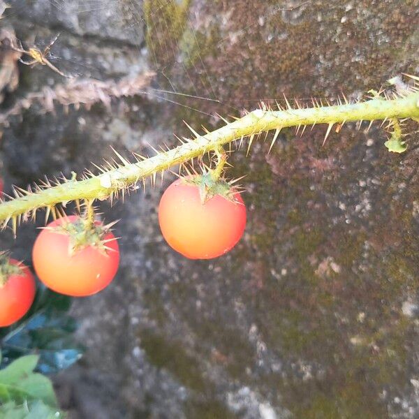 Solanum capsicoides Plod