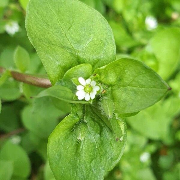 Stellaria media Leht