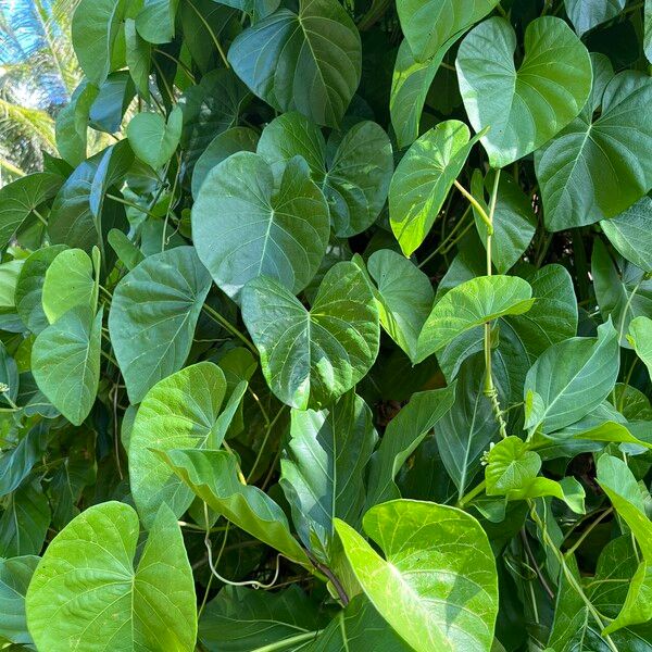 Ipomoea violacea Leaf